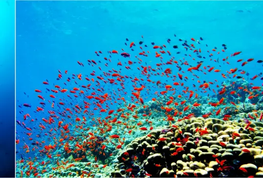  ?? ?? The coral-adorned Cedar Pride wreck off Aqaba
Corals and Anthias fish in Aqaba’s Japanese Garden