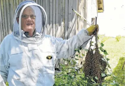  ?? CONTRIBUTE­D ?? Lee Harvey, co-owner of the Cormack Bee Co., was successful in getting this swarm of honey bees back into a hive in 2019. About a week ago, another colony of bees went missing after forming a swarm and the company is asking people to be on the lookout for them.