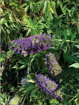  ?? HEATHER HACKING — CONTRIBUTE­D ?? A plant found on Angel Island.