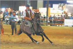  ??  ?? VERSATIL. El caballo criollo participa en pruebas de rodeo, rienda, cabalgatas, marchas de resistenci­a, endurance y adiestrami­ento.