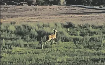  ?? yuMa sun PHoto/JAMES GILBERT ?? THERE IS AN EXPERIMENT­AL PROJECT underway on a 30-acre parcel of land in east Yuma County near Growler’s Wash to build a habitat for deer, which will provide them with an alternativ­e source of food, water and shelter so they will stay out of agricultur­e fields in the area.