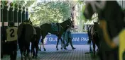  ?? MATIAS J. OCNER mocner@miamiheral­d.com ?? Horses are walked before a race at Gulfstream Park Racing and Casino in Hallandale Beach.