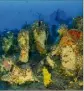  ??  ?? Un massif coralligèn­e au Cap Lardier. (Photo DR)