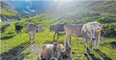  ?? FOTO: OLIVER BERG/DPA ?? Kühe am Straßenran­d hinauf zum Stilfser Joch – der Pass liegt nicht weit von Livigno entfernt.