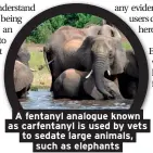  ??  ?? A fentanyl analogue known as carfentany­l is used by vets to sedate large animals,
such as elephants
