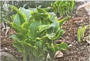  ??  ?? Hostas have shoots that are tasty and can be prepared in the same way you would cook asparagus.