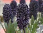  ?? BOTANUS PHOTOS ?? Dark Dimension Regular Hyacinth: This little beauty has tiny blooms that are almost black, which is completely unexpected in a spring garden. Which is why it’s so cool.