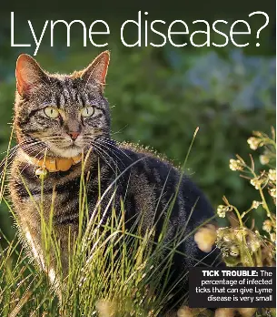 Can cats catch Lyme disease? - PressReader