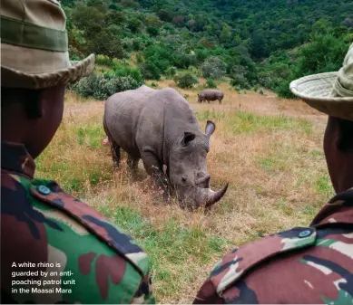  ?? ?? A white rhino is guarded by an antipoachi­ng patrol unit in the Maasai Mara