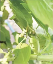  ?? Katie West • Times-Herald ?? A praying mantis helps guard a basil bush in a local St. Francis County garden. Gardeners who like to avoid pesticides should encourage mantises but should be warned that the bugs eat whatever they can catch, including both harmful and beneficial insects.