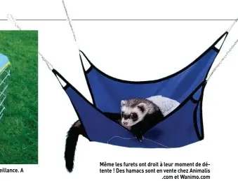  ??  ?? Même les furets ont droit à leur moment de détente ! Des hamacs sont en vente chez Animalis .com et Wanimo.com