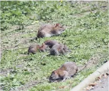 ??  ?? Rats caught on camera in Barnes Park by Joe Dunn.