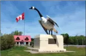  ??  ?? Day 2: The Canada goose in Wawa.