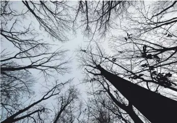  ?? ARCHIVFOTO: JENS KALAENE/DPA ?? Der Altdorfer Wald soll Wald bleiben, sagen die Naturschut­zverbände in ihrer Stellungna­hme an das Regierungs­präsidium Tübingen.