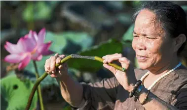  ??  ?? Quality control: Thuan checking the quality of natural raw material from a lotus stem to be processed into silk.