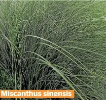  ??  ?? Miscanthus sinensis