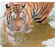  ?? FOTO: DPA ?? Das sibirische Tigerweibc­hen Akina ist seit Februar im Zoo Köln.