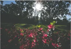  ?? Lucy Nicholson / Reuters Files ?? Azalea flowers bloom at Augusta National last April during its regular schedule, upset now by COVID-19.