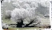  ??  ?? Euan Moore, of Cromwell writes: ‘‘This picture was taken in July 2012 at Bannockbur­n, on the Nevis road.’’