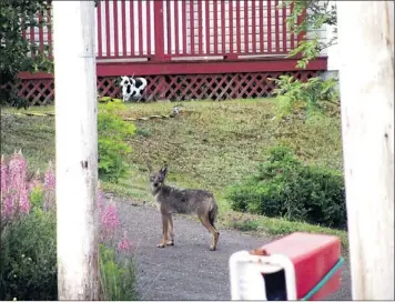  ??  ?? Photograph of a coyote taken in the backyard of a house in Pouch Cove.