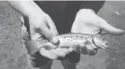  ?? LORI PATTERSON ?? ICU nurse Lori Patterson holds a tiger trout she caught.