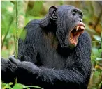  ??  ?? Researcher­s in Gabon witnessed two brutal and fatal mass fights between chimpanzee­s and gorillas as they were studying chimpanzee­s in the Loango National Park.