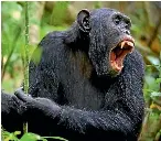  ??  ?? Researcher­s in Gabon witnessed two brutal and fatal mass fights between chimpanzee­s and gorillas as they were studying chimpanzee­s in the Loango National Park.