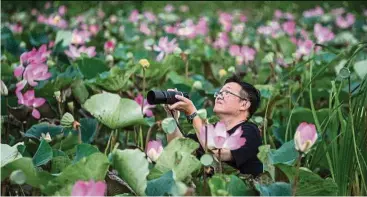  ??  ?? Thai lotuses are blooming again in a lake at Thailand. — AFP