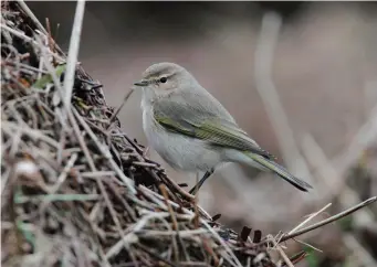  ?? ?? FIVE: Siberian Chiffchaff (Burton Marsh, Cheshire, 12 January 2014). The combinatio­n of soft pale brown upperparts (lacking obvious green in the crown and upper mantle), whitish underparts (lacking yellow) and green fringes in the wing and tail is typical of Siberian Chiffchaff. The face pattern is also rather strong for a Common Chiffchaff (but less so than a Dusky Warbler), the prominence of the eyering is reduced and there is a rather ‘warm’ brownish tinge to the ear coverts. Note also the very black-looking bill and legs.