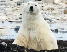  ??  ?? In October and November, polar bears migrate to the Hudson Bay eager to get out on the ice and feed. These tours sell out at peak migration times.