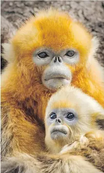  ?? OLIVER SCHOLEY/DISNEYNATU­RE ?? Golden snub-nosed monkeys are some of the many animals starring in the new documentar­y Born in China.