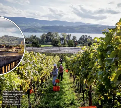  ??  ?? Die sanft abfallende­n Rebhänge am Zürichsee bieten ideale Bedingunge­n für den Weinanbau – und herrliche Ausblicke.