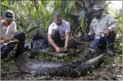  ?? CONSERVANC­Y OF SOUTHWEST FLORIDA VIA THE ASSOCIATED PRESS ?? Biologists Ian Bartoszek, right, and Ian Easterling, center, with intern Kyle Findley and a 17.7-foot, 215-pound female Burmese python captured in Picayune Strand State Forest in southwest Florida in 2021.