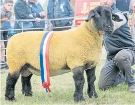  ?? ?? Left: The best among the sheep lines was the Suffolk winner, a two-crop ewe from Stewart Lathangie, Pyeston, Star, Glenrothes.