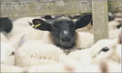  ??  ?? NFUS supported the German bid to change sheep tagging rules