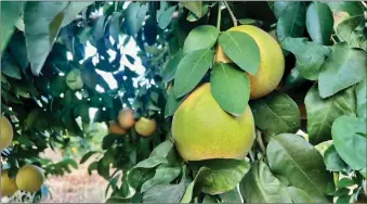  ?? ?? Fertile soils: The Mmadinare Cooperativ­e has the opportunit­y to partner in value added activities around the citrus project