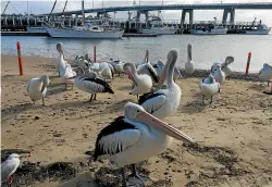  ??  ?? Pelican feeding time is a daily attraction.