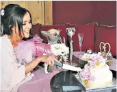  ??  ?? I do: having spent £4,000 on catering, dresses and miniature horse-drawn carriages, Debbie can enjoy her Chihuahuas, Honey and Joey, tying the knot