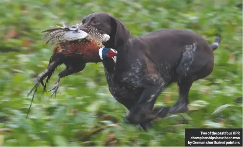  ??  ?? Two of the past four HPR championsh­ips have been won by German shorthaire­d pointers