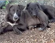  ?? / Dave Mayo ?? North Georgia Animal Alliance received a grant for $1,050 from the PEDIGREE Foundation based on a story about the rescue of feral puppies Peyton and Parker.