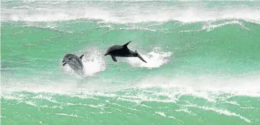  ?? Picture: FREDLIN ADRIAAN ?? HOTSPOT: Being the bottlenose dolphin capital of the world makes the Bay a prime tourism destinatio­n