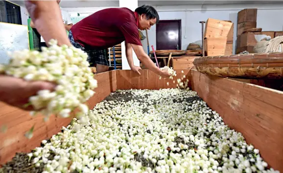  ??  ?? In a tea processing plant of Minhou County, Fuzhou City, Fujian Province, workers are scenting tealeaves with jasmine buds.