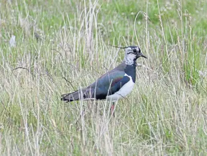  ??  ?? CONCERNS: The initiative addresses the needs of some ground-nesting species in decline such as the lapwing