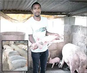  ?? (Courtesy pic) ?? Andile Ngwenya at his piggery project at Kudzeni in the Manzini Region.