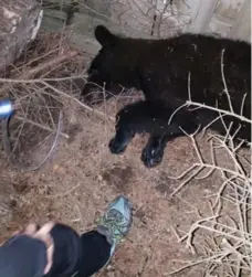  ?? DURHAM REGIONAL POLICE SERVICE ?? A young black bear was subdued by a tranquiliz­er in Whitby on June 18.