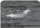  ??  ?? Glaucous-winged gull