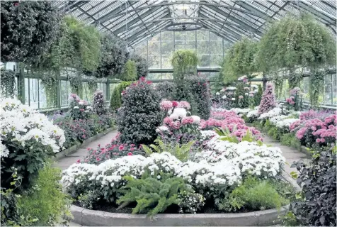  ?? PHOTOS BY THERESA FORTE/ SPECIAL TO POSTMEDIA NEWS ?? The north house at the Niagara Parks Floral Showhouse is study of cool white, pink and purple for the annual chrysanthe­mum show, on until Nov. 19.