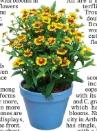  ??  ?? LITTLE BELTER: Smaller Heleniums can thrive in pots