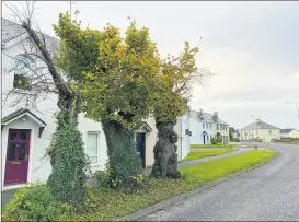  ?? ?? The historic ‘Hanging Trees’ on Main Street, Rathcormac.