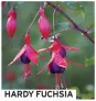  ?? ?? HARDY FUCHSIA